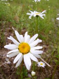 amomile